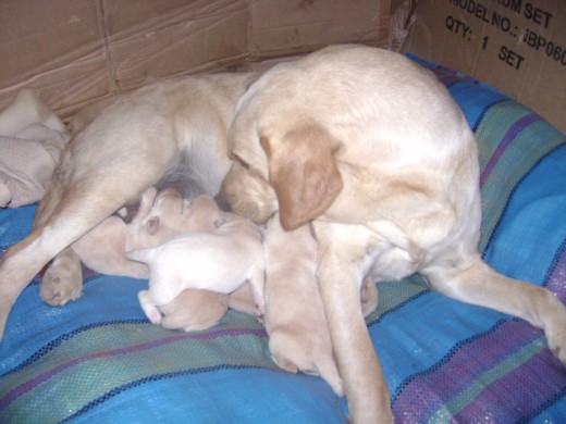 MI REINA CON SUS PRINCIPES Y PRINCESAS